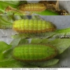 sat ilicis larva3 volg